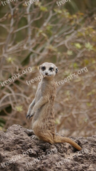 Meerkat Sweet Attention Free Photos