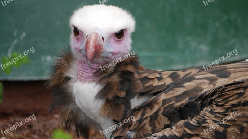 Adler Raptor Bird Free Photos