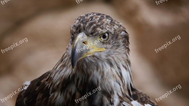 Adler Raptor Bird Free Photos