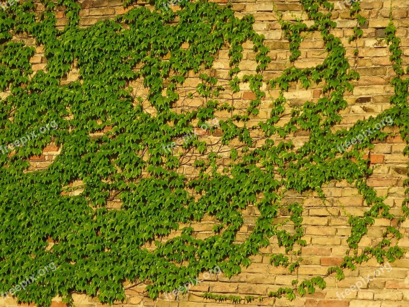 Wall Amber Brick Green Bush