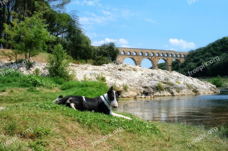 France Gard Provence Pont Du Gard Bull Terrier