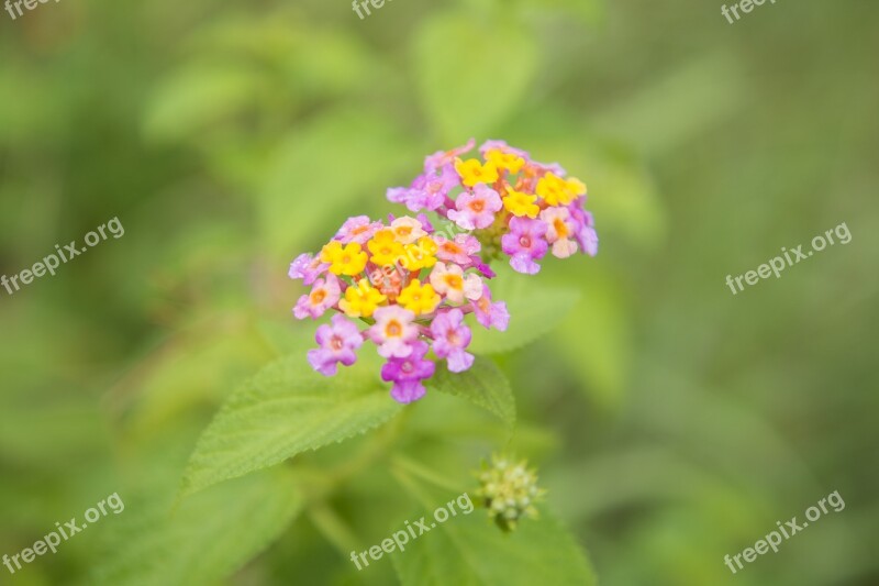 Flower Blossom Pink Pink Flowers Blooming