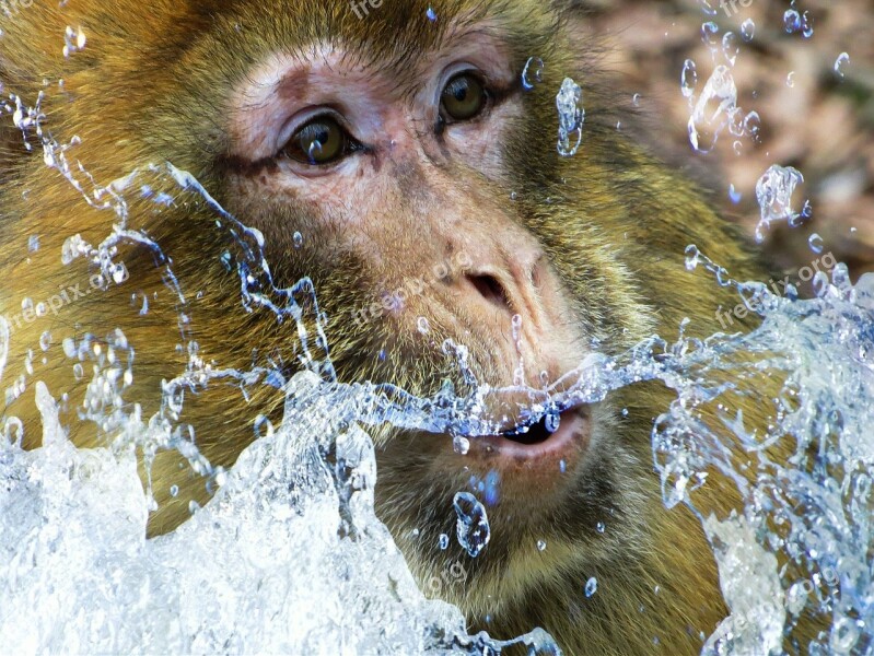 Barbary Ape Monkey Monkey Portrait Monkey Face Primate