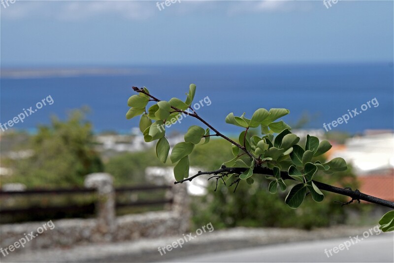 Green Tropical Nature Holiday Exotic