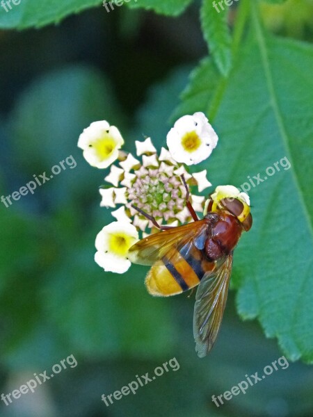 Insect Hoverfly Sirphidae Diptera Fly That Imitates A Bee