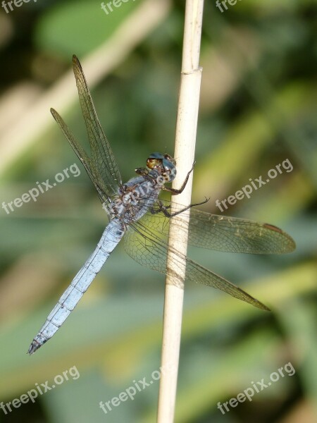 Dragonfly Blue Dragonfly Orthetrum Brunneum Winged Insect Branch