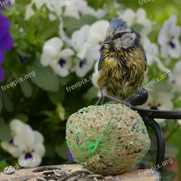 Bird Tit Blue Tit Cyanistes Caeruleus Young