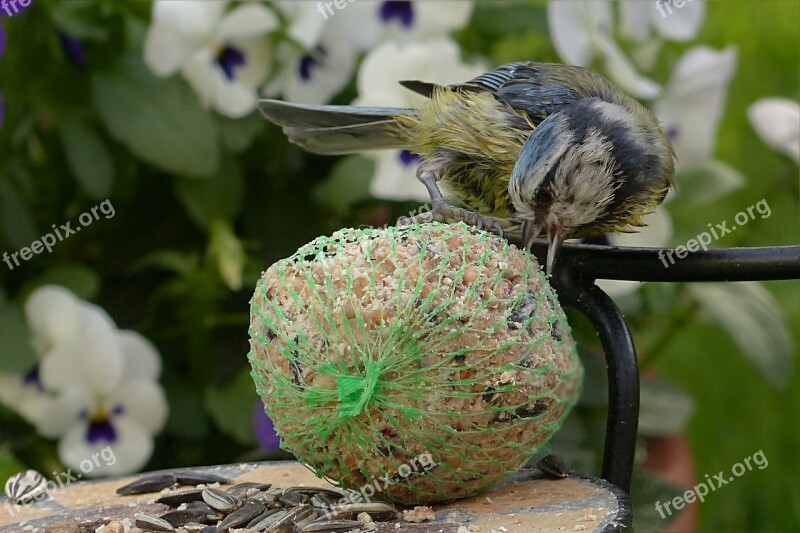 Bird Tit Blue Tit Cyanistes Caeruleus Young