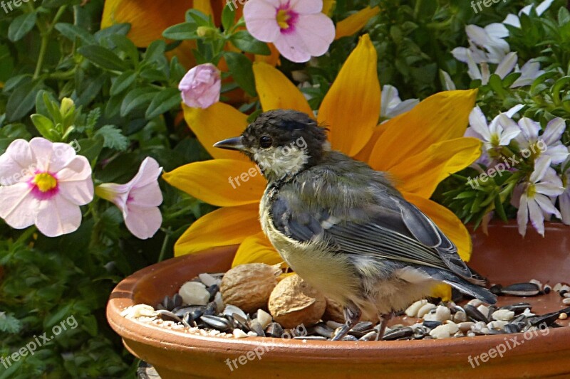 Bird Tit Parus Major Young Summer