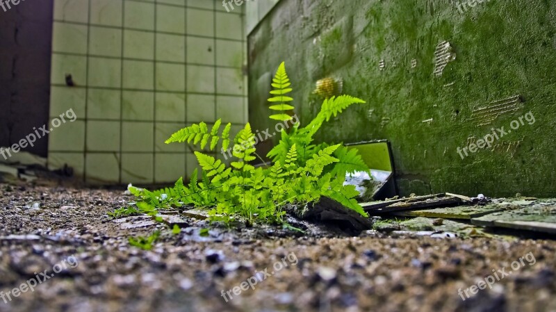 Lost Places Fern Fouling Nature Old