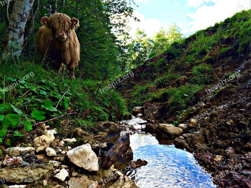 Landscape Horns Shaggy Cattle Scottish Hochlandrind