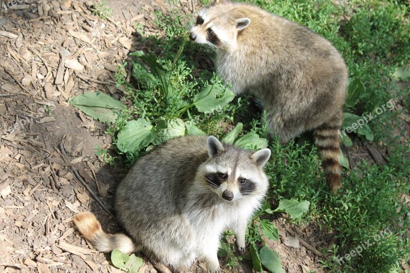 Raccoon Mammal Animal Cute Intelligent