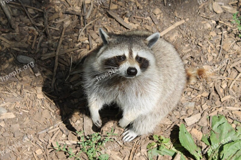 Raccoon Mammal Animal Cute Intelligent