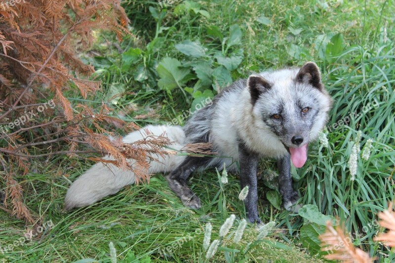 Fox Wild Mammals Cute Forest