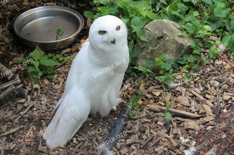 Snowy Owl Bird Owl Snowy White