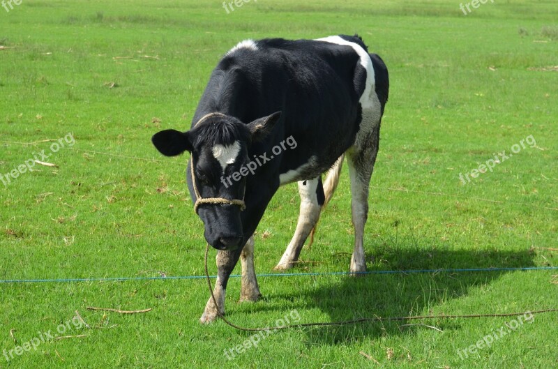 Cow Pasture Livestock Field Prado