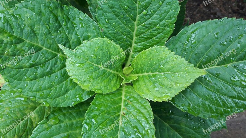 The Leaves Abstract Shower Dew Green