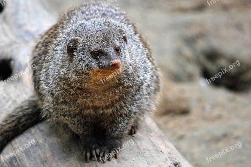 Mongoose Mammal Animal Creature Banded Mongoose