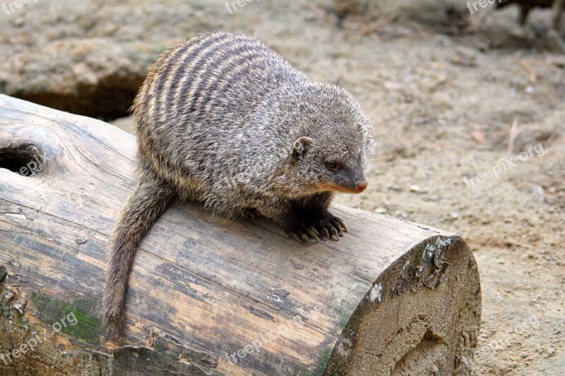 Mongoose Mammal Animal Creature Banded Mongoose