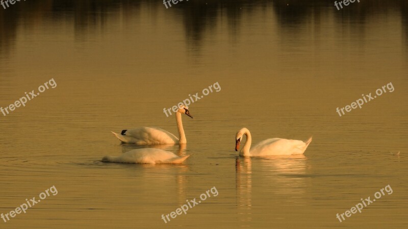 Golden Hour Sunset Water Lake Swans