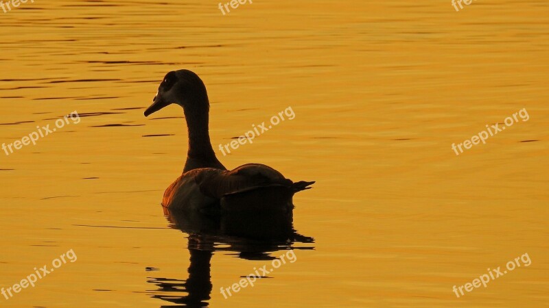 Golden Hour Sunset Water Lake Nilgans