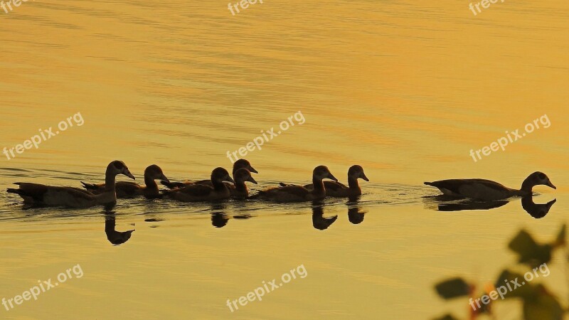 Golden Hour Sunset Water Lake Nilgänse