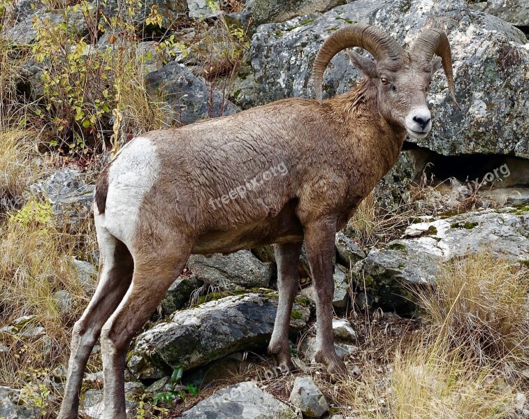 Goat Longhorn Canada Ram Mountain