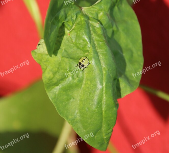 Beetle Leaf Nature Green Crawl