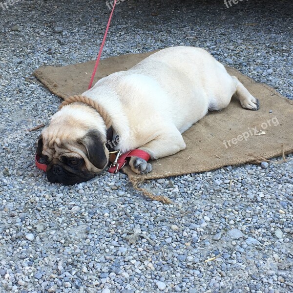 Pug Dog Tired Pet Purebred Dog