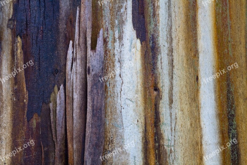 Gum Tree Sap Colours Natural Trunk