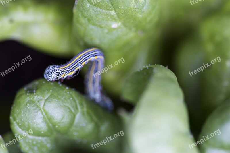 Caterpillar Insect Leaves Leaf Macro