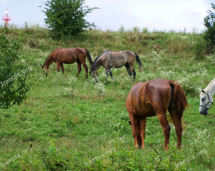 Horses Stud Ungulates Free Photos