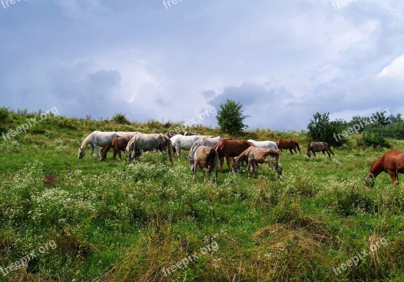 Horses Stud Ungulates Free Photos