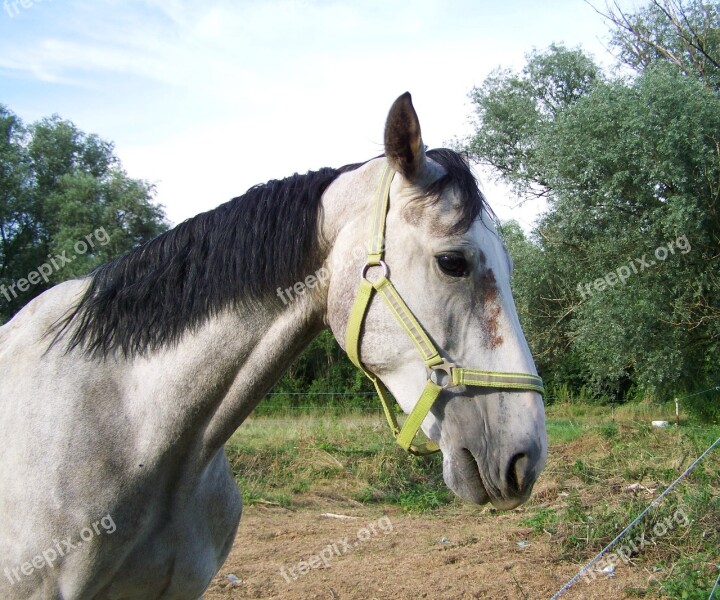 Horse Gray Ungulates Free Photos