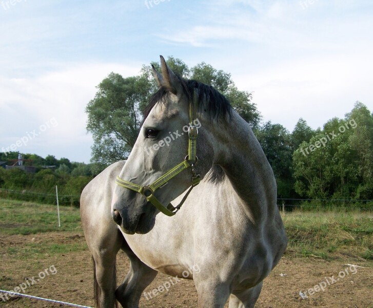 Horse Gray Ungulates Free Photos