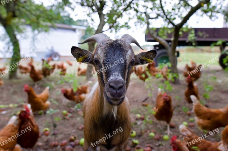 Goat Billy Goat Curiosity Free Photos