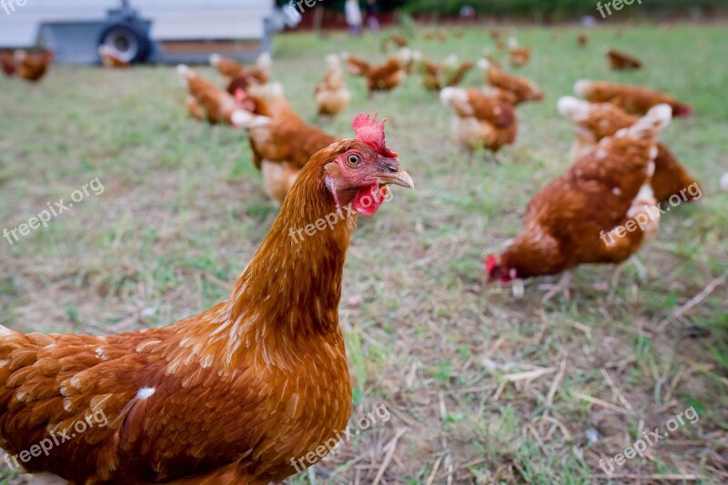 Chicken Chickens Free Range Free Photos