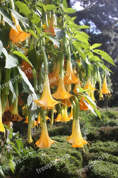 Trumpet Flower Yellow Blossom Blooming