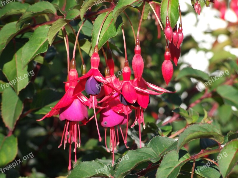 Flower Tree Gar Nature Spring