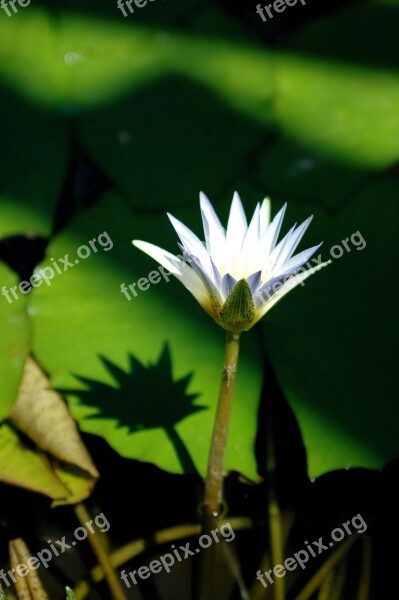 Flowers White Lotus Nail Water Lilies