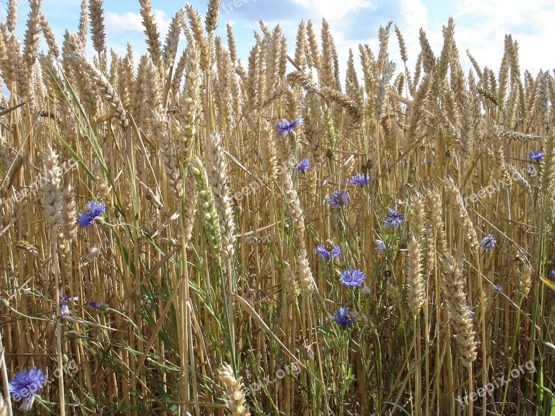 Wheat Field Go Frog Wheat Field