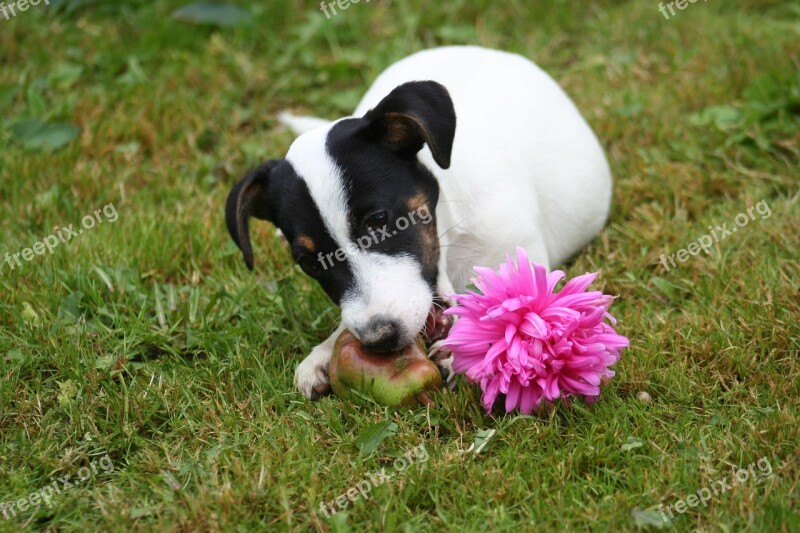 Small Havko Terrier Pulp Dog