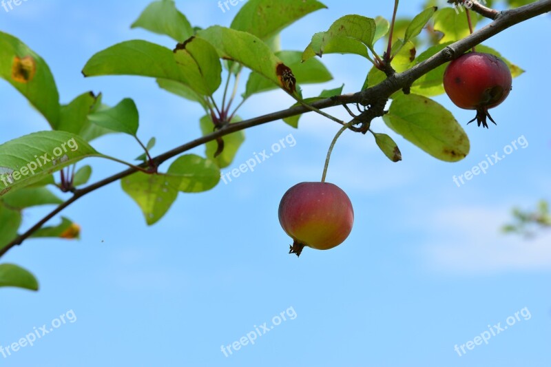 Flower Apples Apple Baby Fruit Mini Apple Blue Leaf