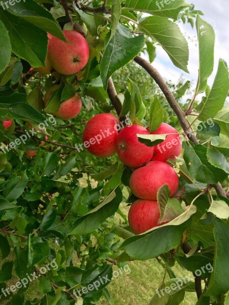 Apple Apple Tree Red Apple Fruits Fruit