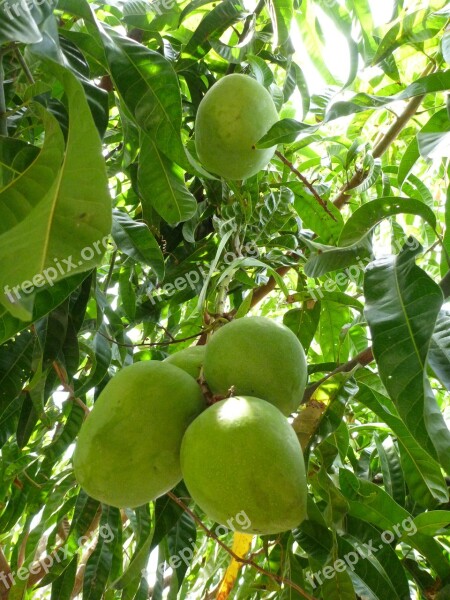 Mango Green Tree Immature Fruit