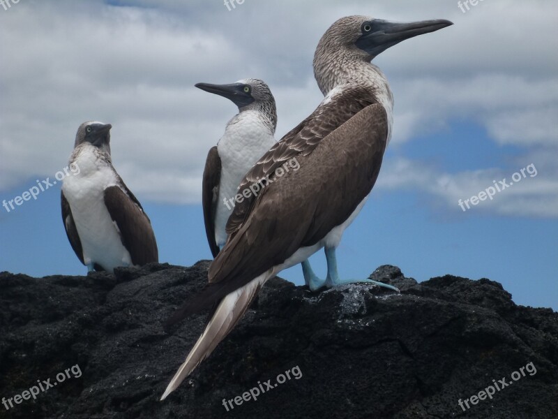 Blue-footed Booby Galápagos Sula Nebouxil Blue Feet Bird