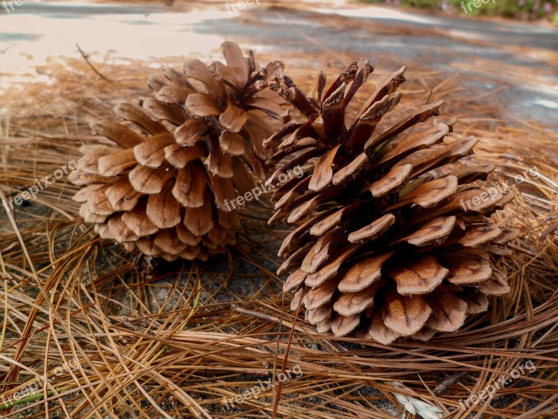 Pineapple Nature Seed Leaves Pine Needles