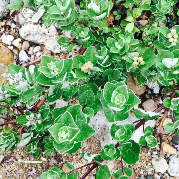 Wild Plant Stone Growing Plants Green Nature Vinh Hy