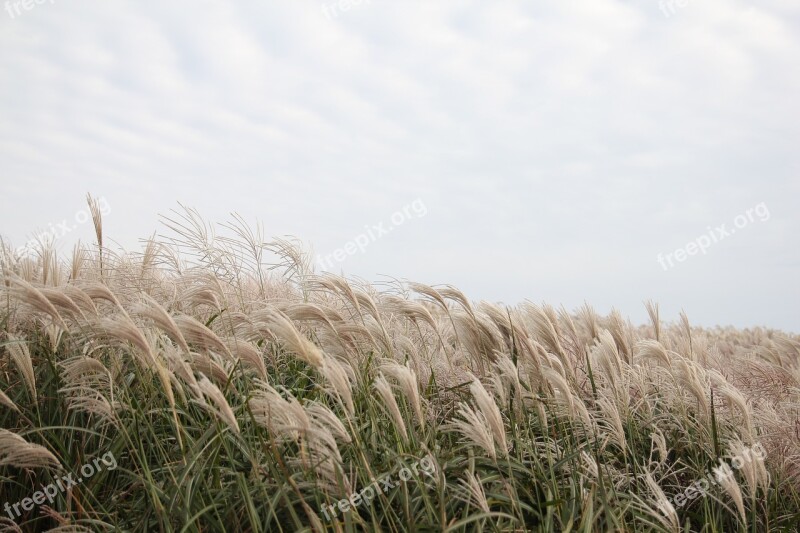 Wind Jeju Island In Autumn Nature Silver Grass