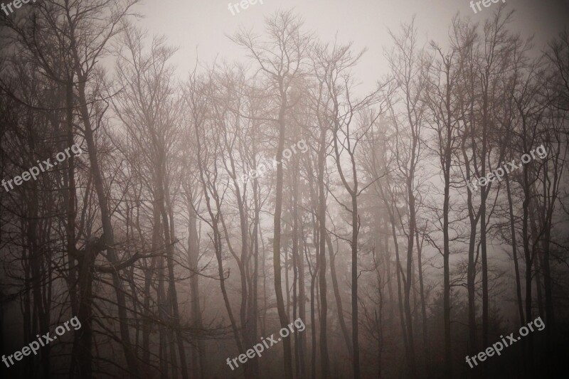 Winter Fog Trees Forest Nature